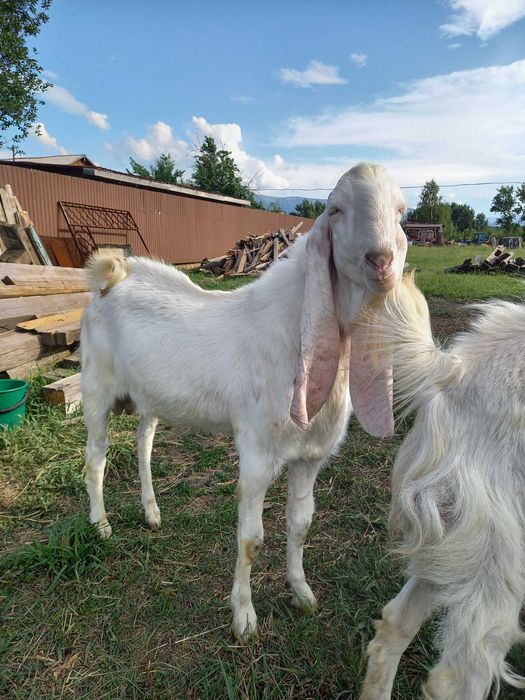 Гулаби козёл красавчик