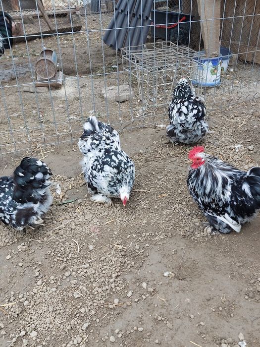 Oua de incubat chochina