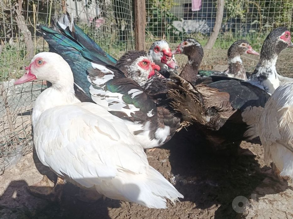 продается индоутки