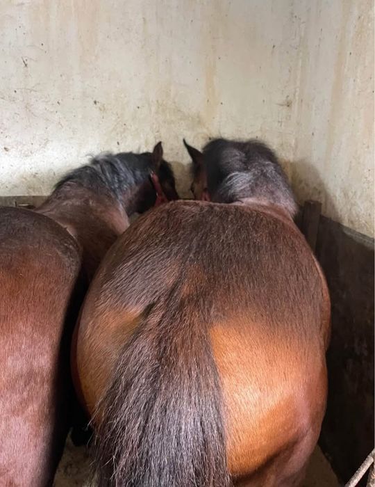 Vând o pereche de mânji