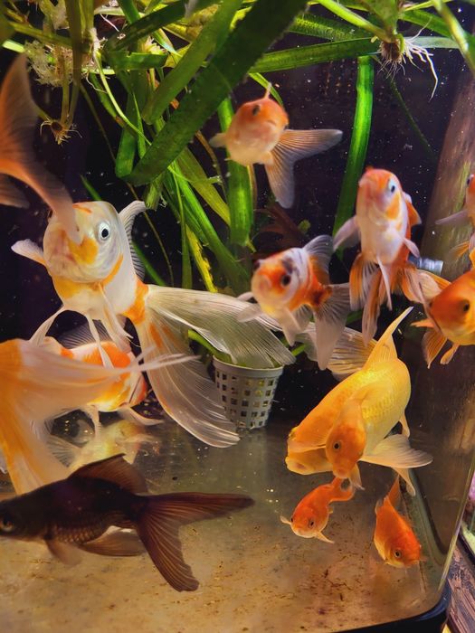 Carasi  ornamentali Goldfish