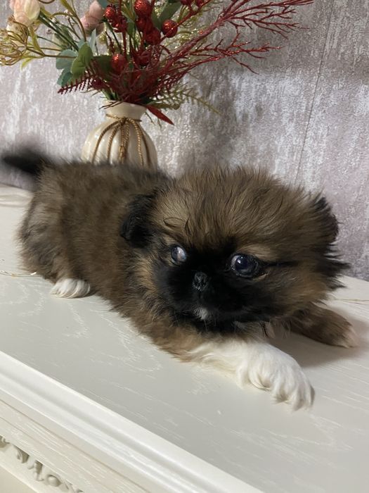 Продам щенки пекинеса