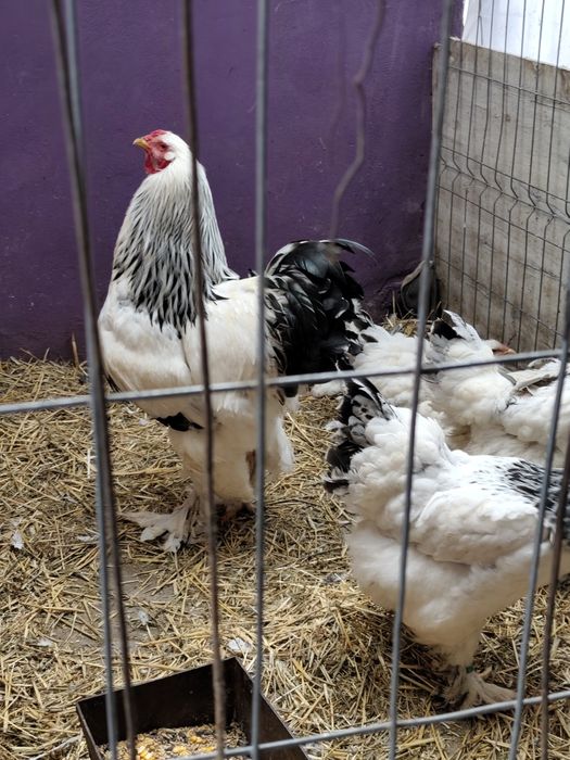 Vând păsări și puii de rasă Brahma