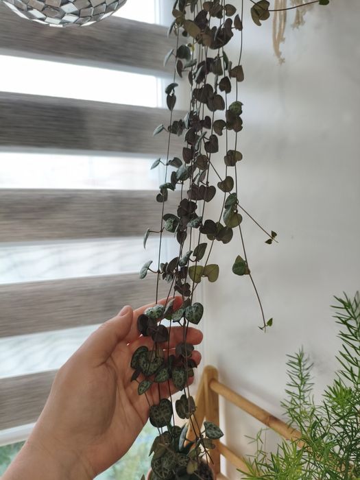 Церопегия продам