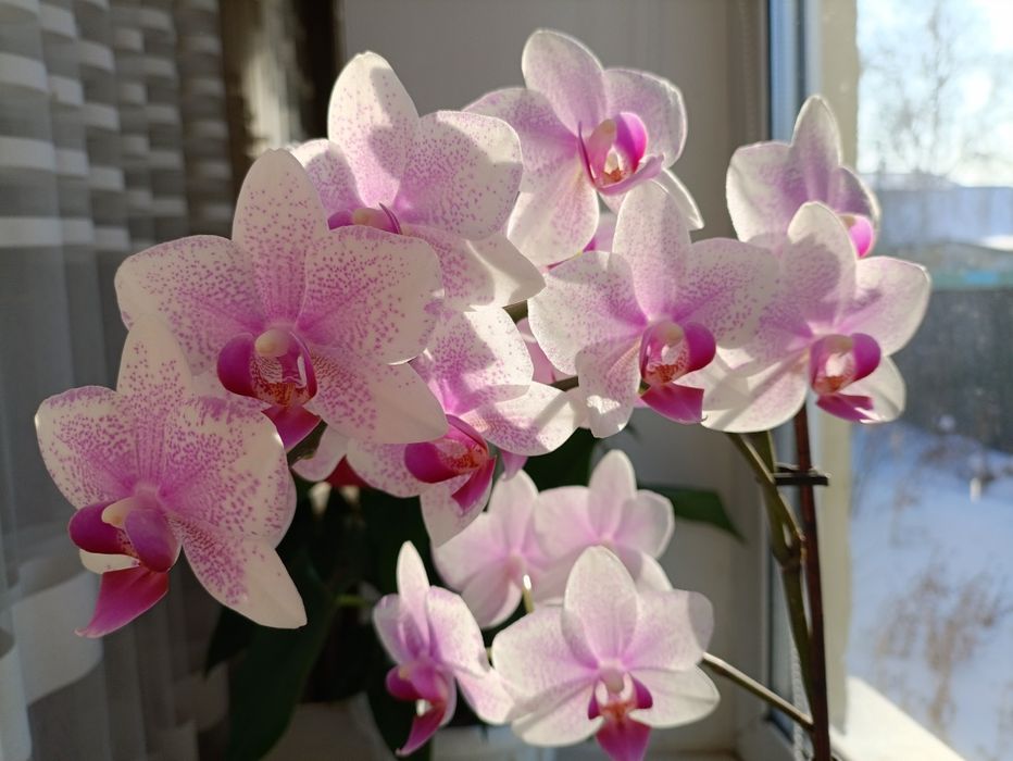 Орхидея фаленопсис