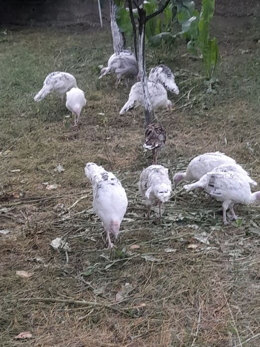Vând pui de curca de țară