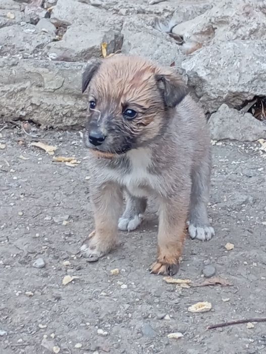 Cățeluși pentru adopție