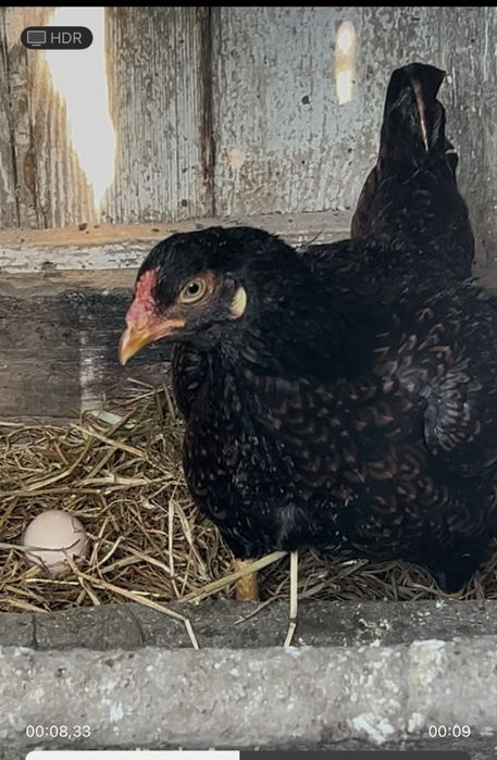 Oua pentru incubat urias COMBATANT INDIAN