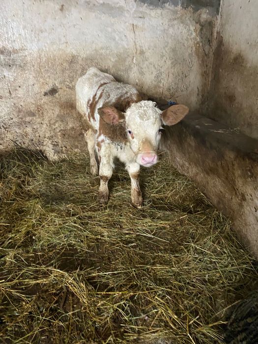 Vând vaca cu vițel