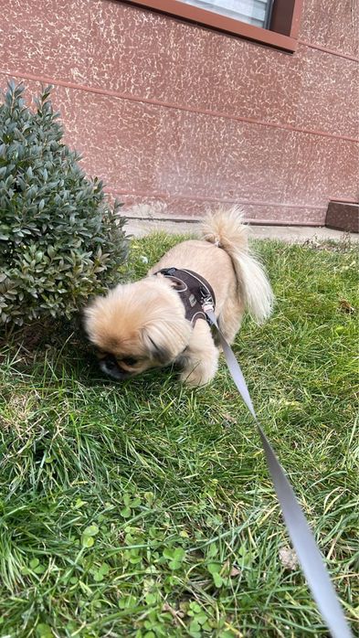 Продаётся пекинес, девочка, 4,5 года