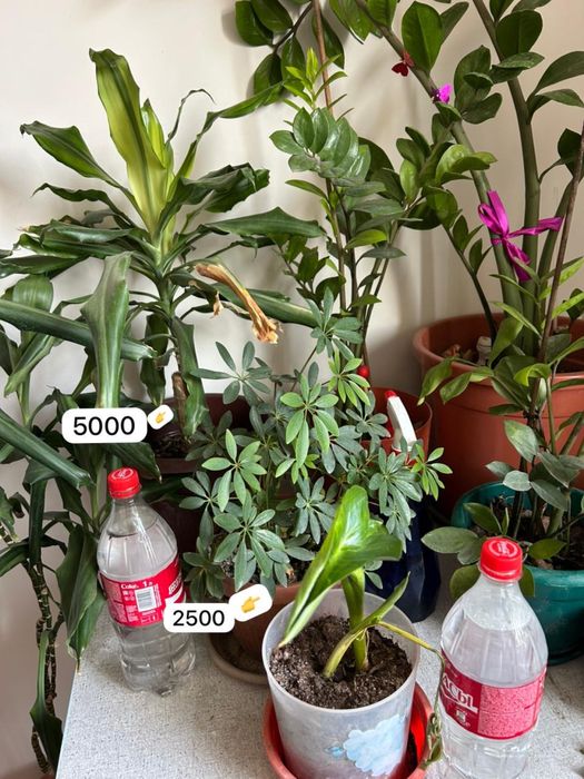 Комнатные цветы разного размера и цены
