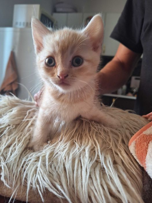 Отдам котят в хорошие руки!