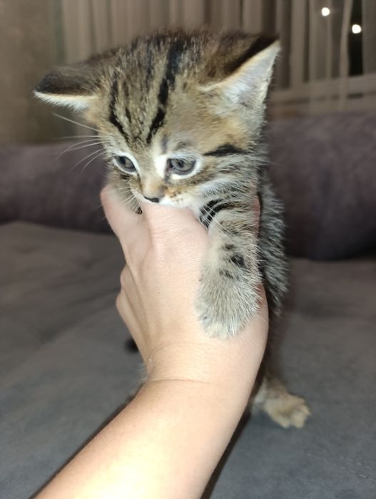 Котята породистые