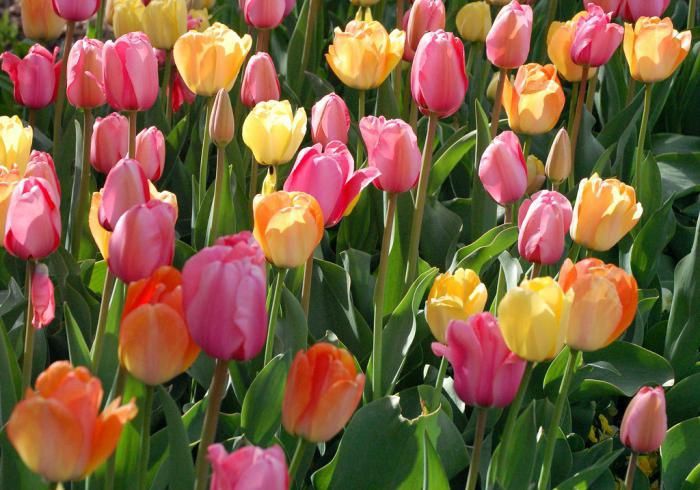 Gollandiya  lolalari borr .SOTILADI