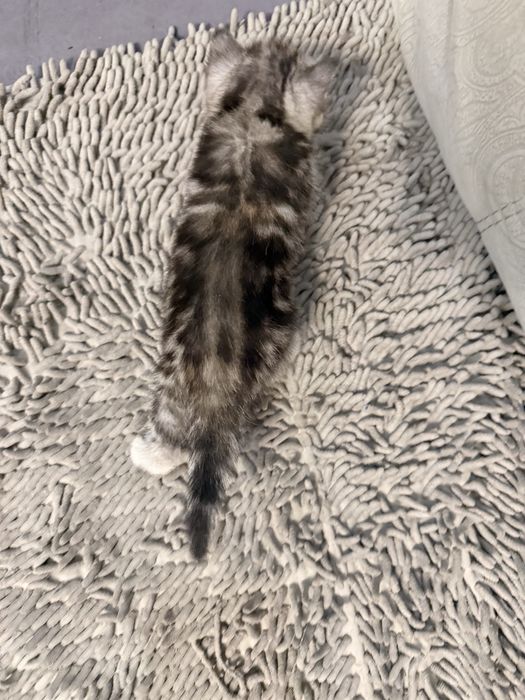 Продам котят породимстых