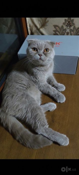 Продам беременную скоттиш фолд