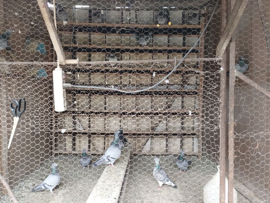 Porumbei voiajori de vanzare