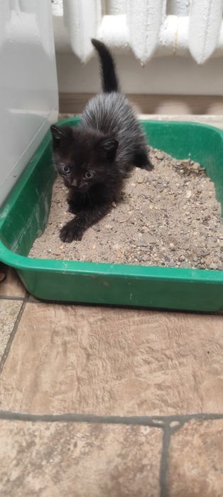 отдам котенка девочка