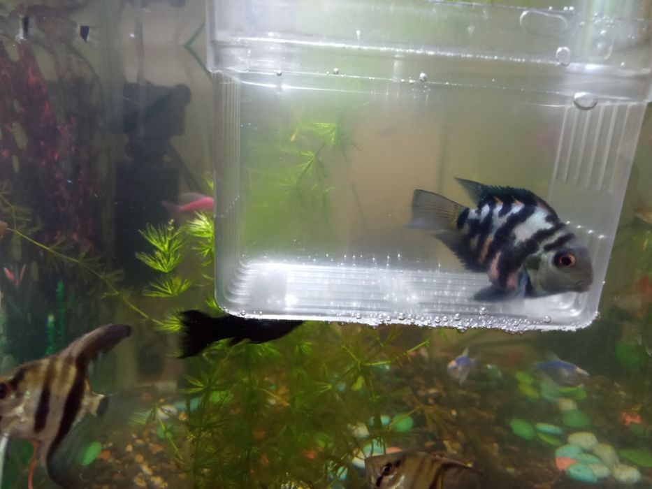 Продам гупиков и сапфировых попугаев