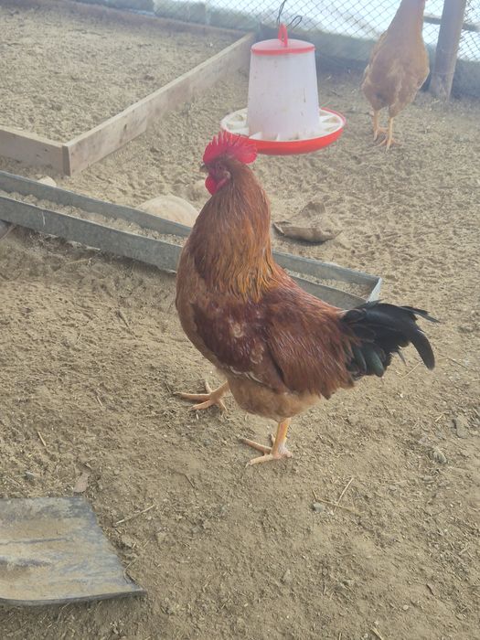 Кучинский тұқымды қораздар сатылады