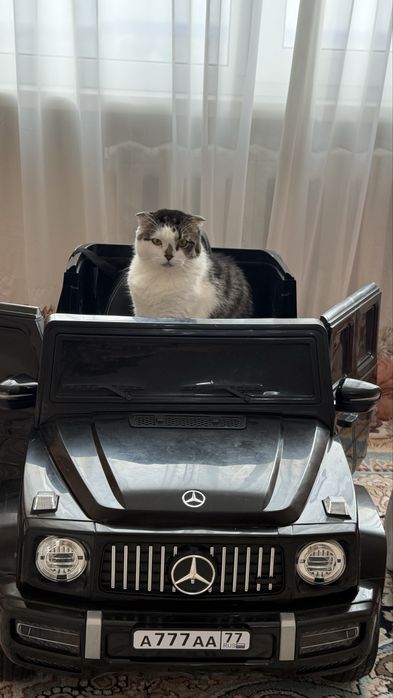 Срочно! Отдам в добрые руки