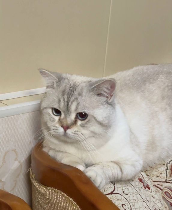 Британская короткашёртская кошка. Britaniya kalta sochli mushuk