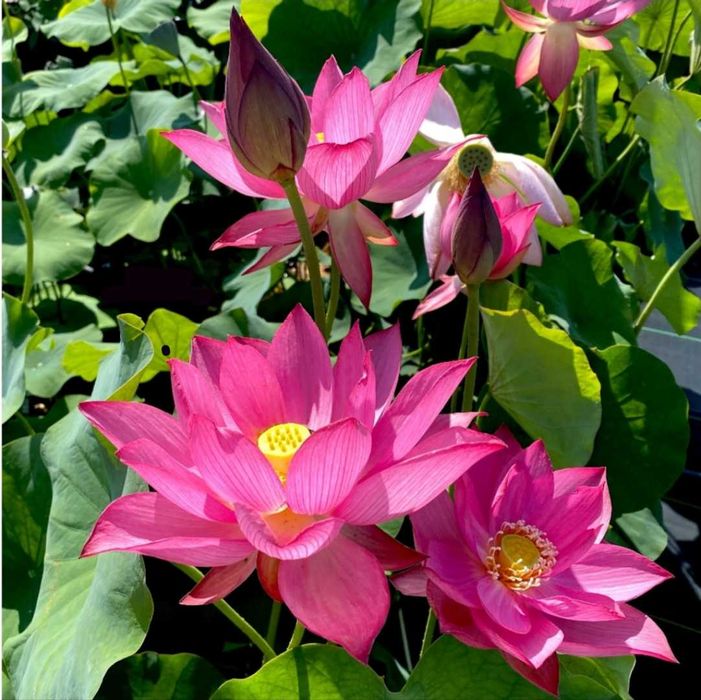 Seminte de lotus roşu şi roz