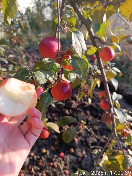 Дача 9 соток "Весна"