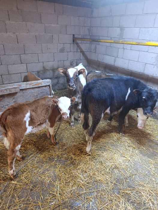 Продаются 2 бычка и 3 тёлки