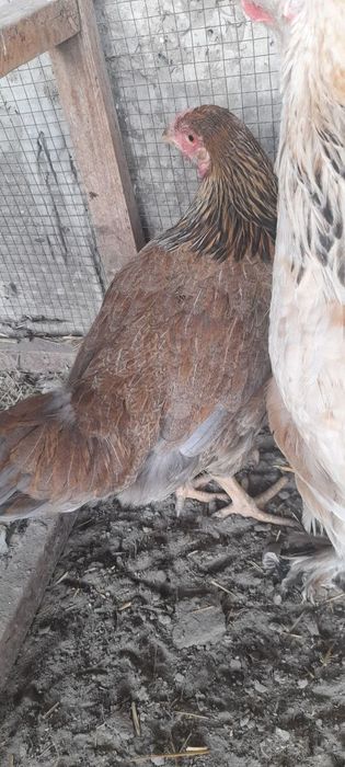 Tovuq, jo'ja va xo'roz tez va arzon  sotiladi