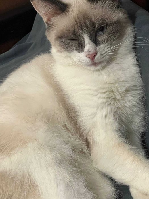 Котёнок Бусинка, 11 месяцев.