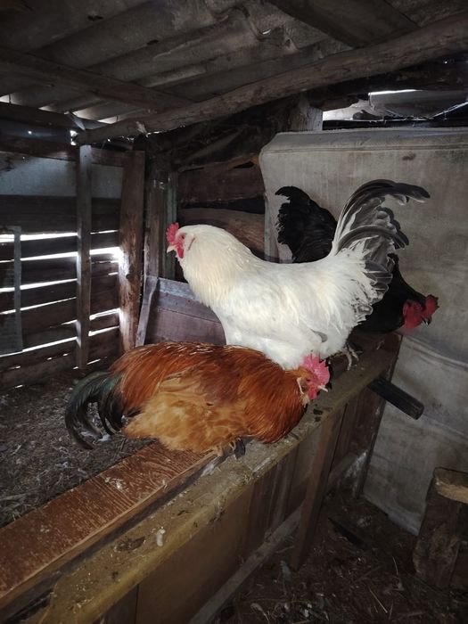 Продам молодых петухов