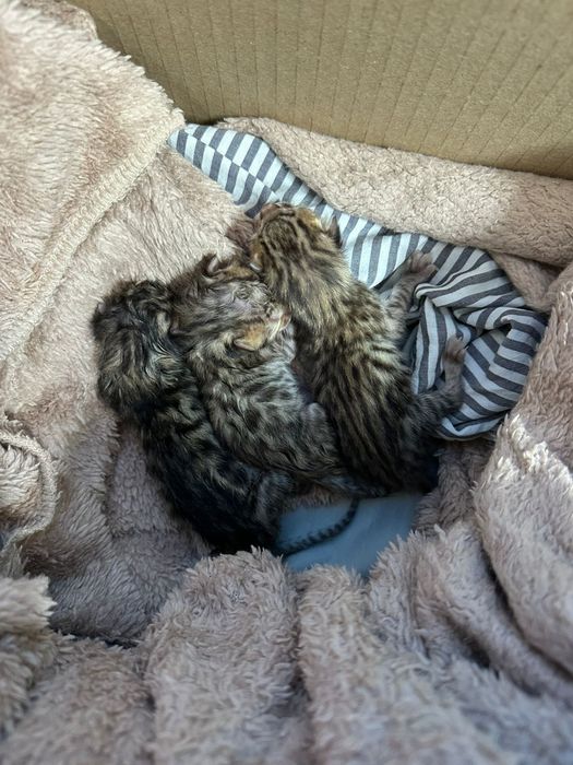 Котёнок-бенгал, девочка