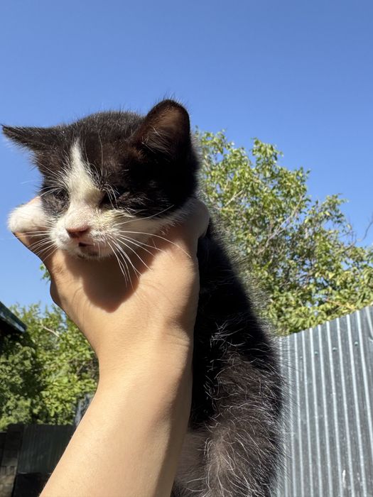Котенок ищет дом!