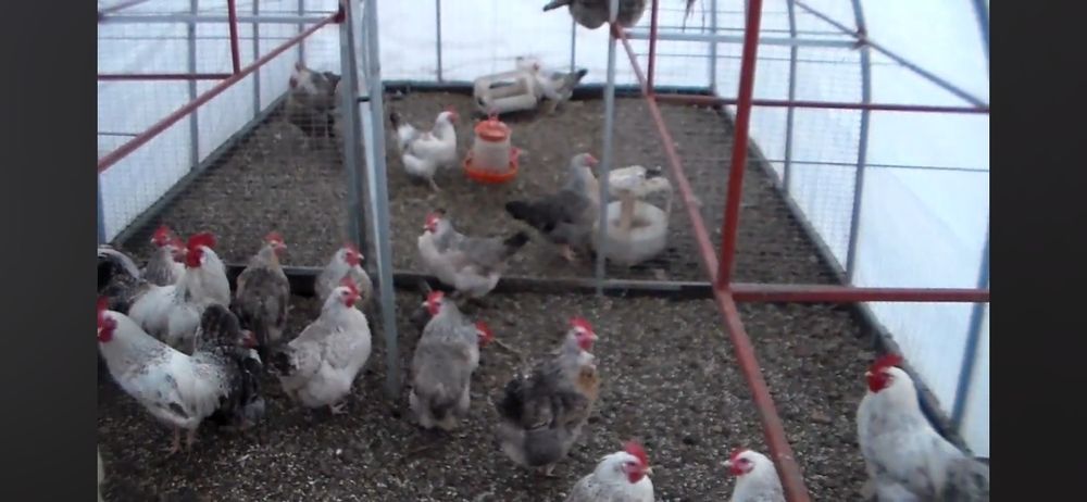 Продам курей борковских и одного петуха