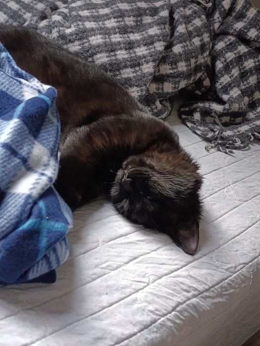 Котенок ищет дом