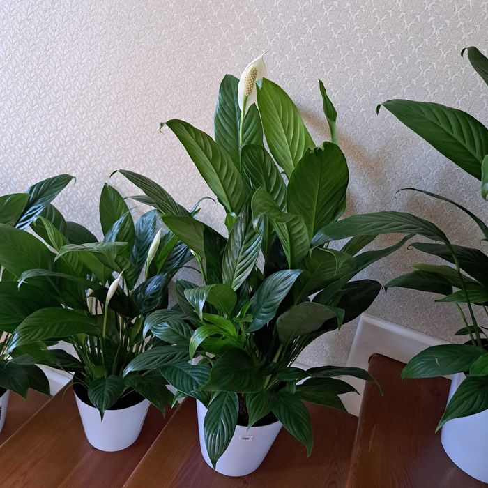 Спатифилиум эенская счастья