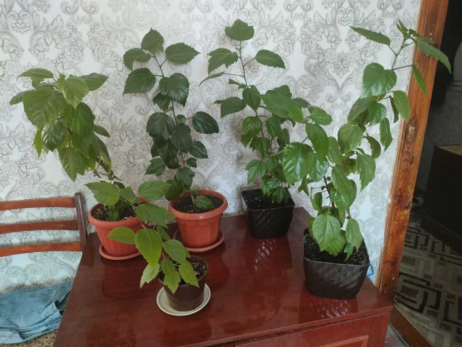 Цветок   гибискус