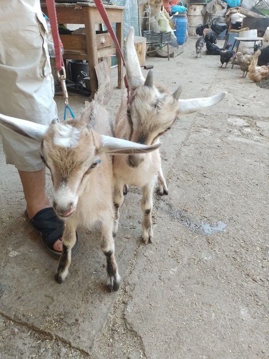 Продаю козлят альпийский парода 2 месяца