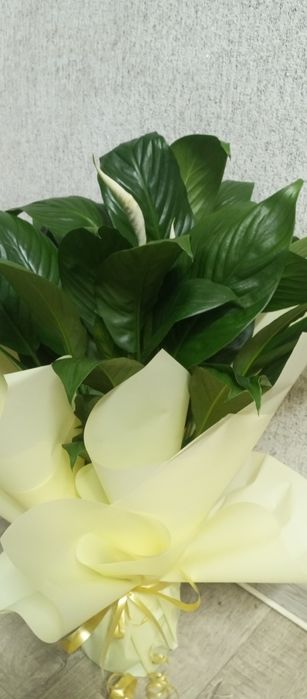 Спатифилумы - женское счастье