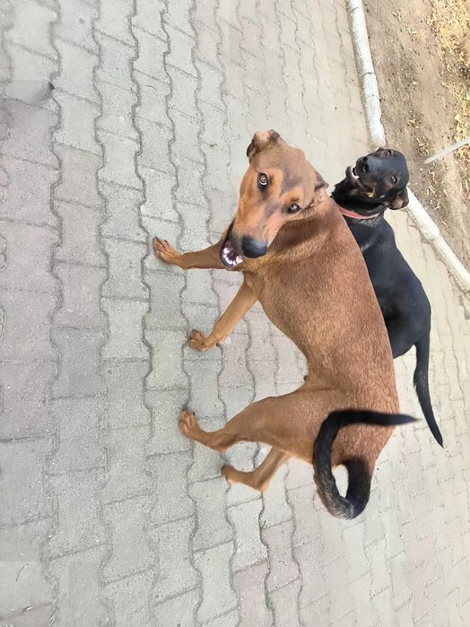 Adoptie mix doberman ogar