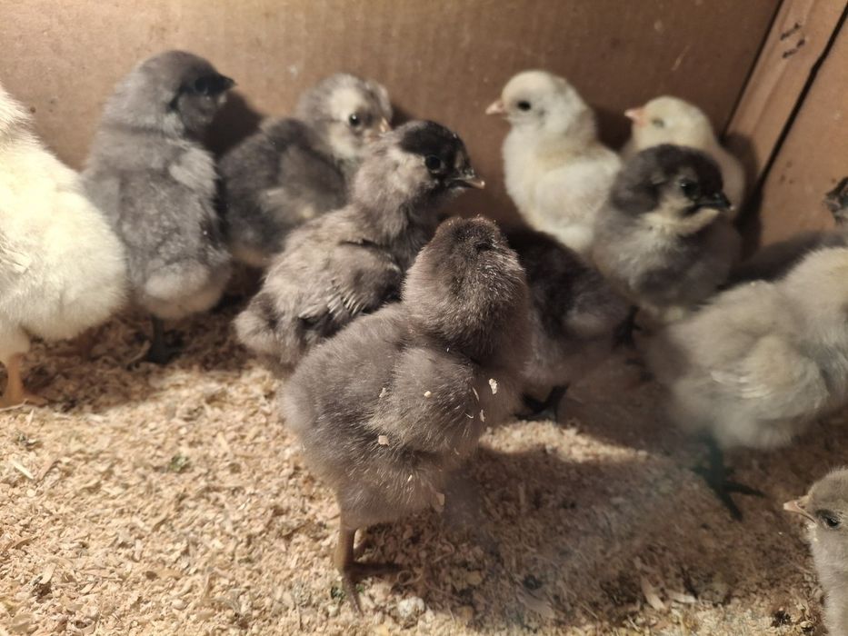 Жужа амераукана 30000минг