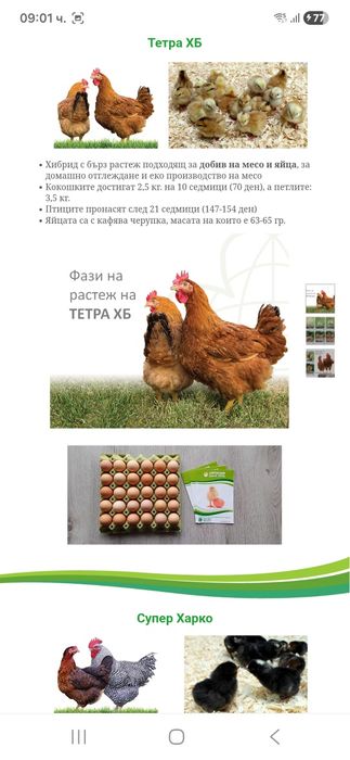 Пилета за кокошки