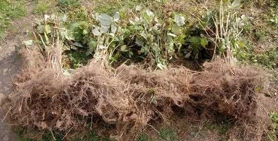 butasi zmeura rubin,cayuga,,Polka butasi mur anul 2 -50+25 gratis