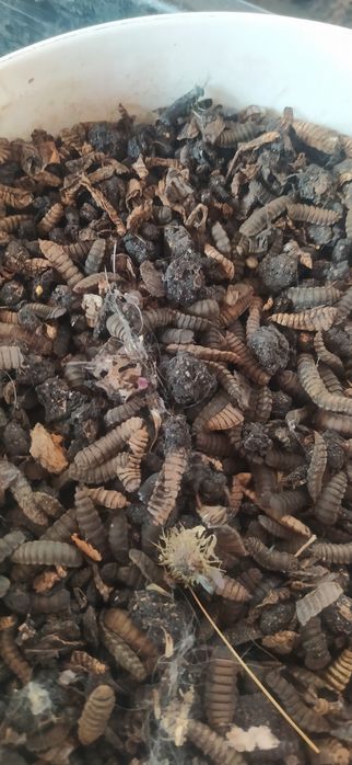 Живой корм птице,рыбе,рептилии.