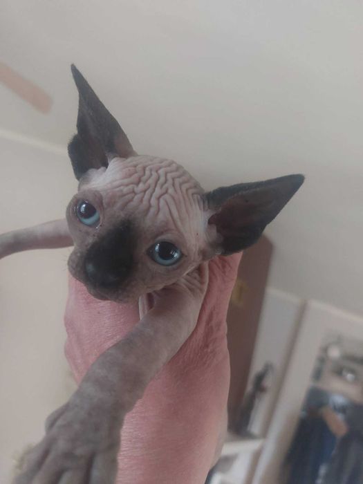 Канадски Сфинкс