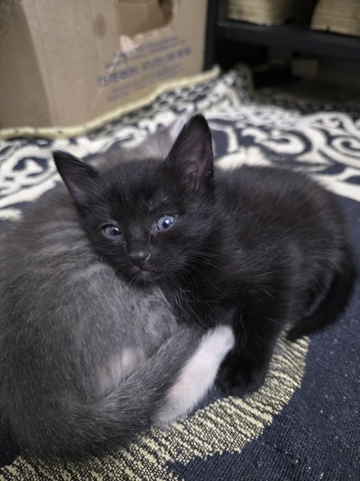 Отдам в хорошие руки