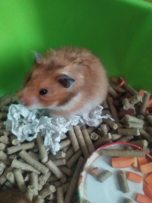 Продаются сирийские хомяки. Муж и жена,вместе с клеткой 200 тысяч