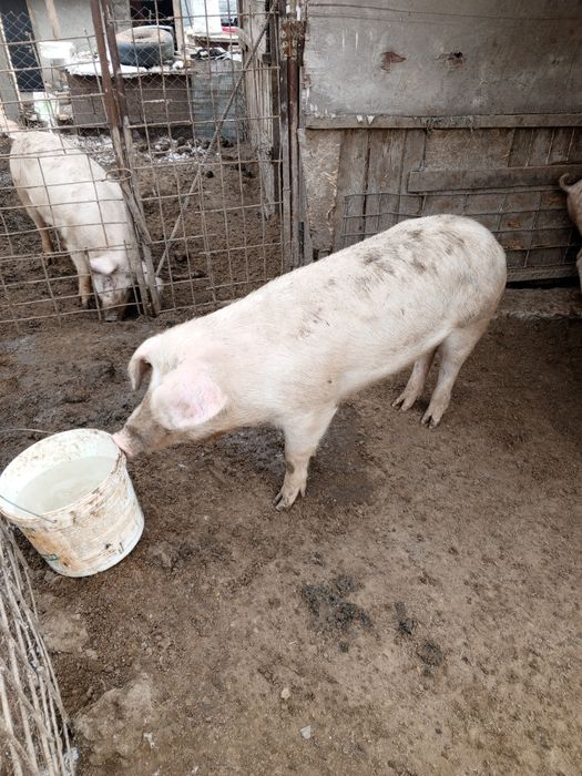 Продам свиней на мясо