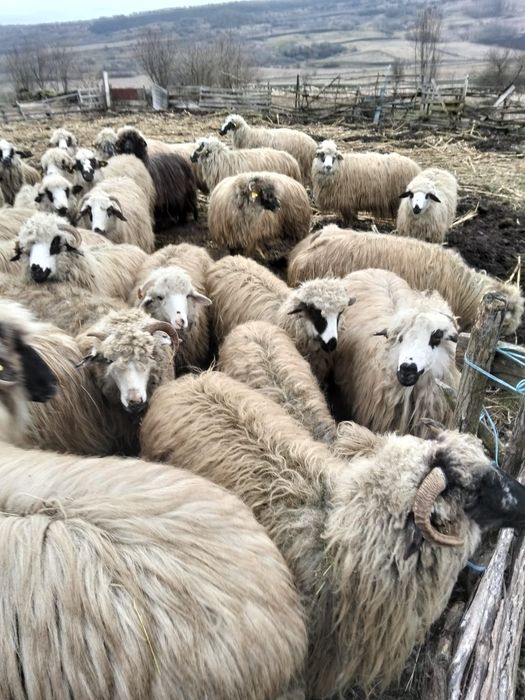 Spre vânzare oi cu miei